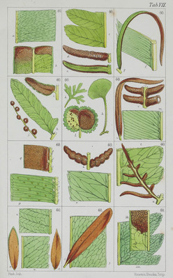 5093
<br/>
Synopsis filicum; or a synopsis of all known ferns, including the Osmundaceae, Schizeaceae, Marattiaceae, and Ophioglossaceae (chiefly derived from the Kew Herbarium). Accompanied by figures presenting the essential characters of each genus.
<br/>
<em></em>
